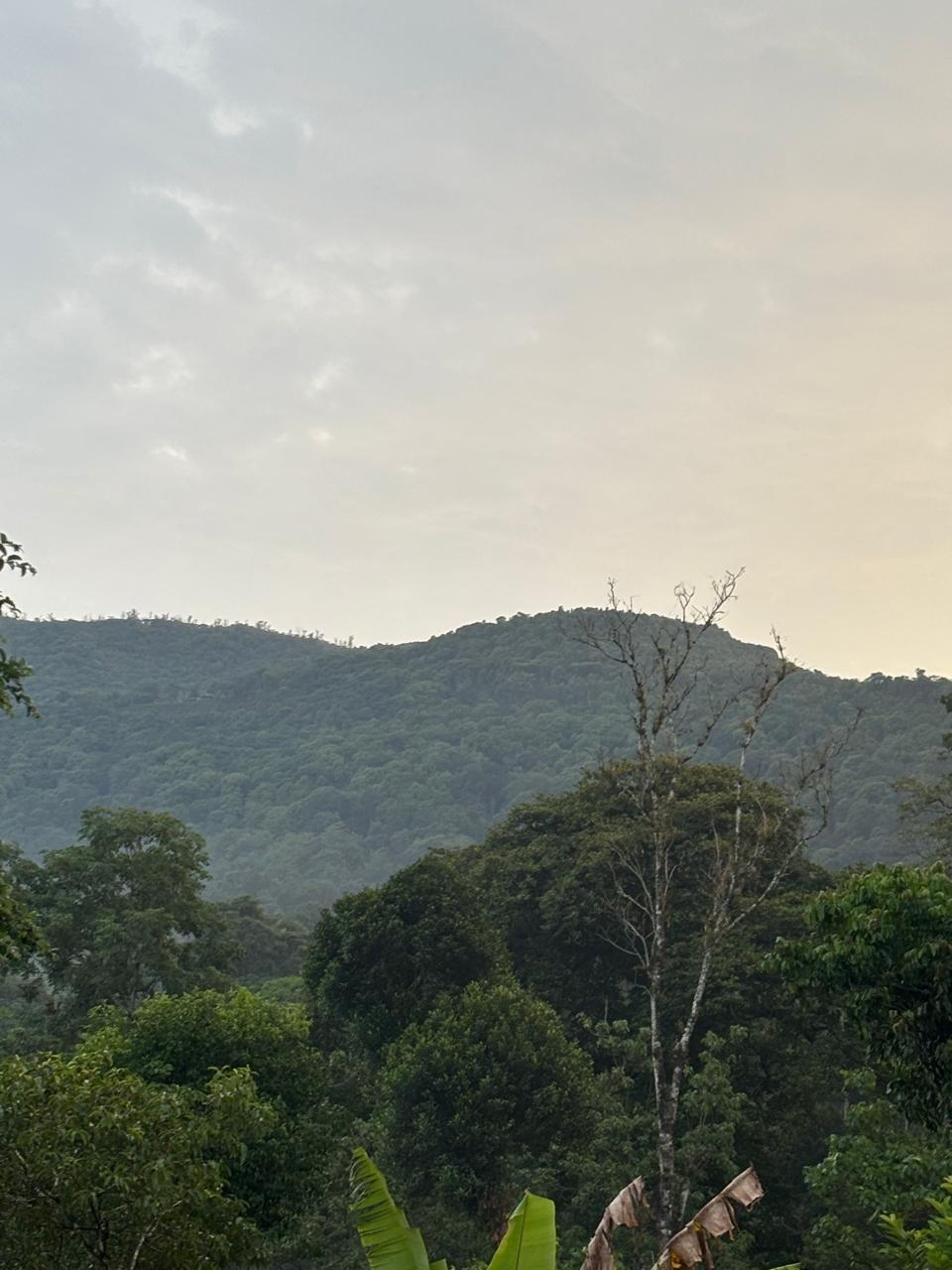 Coffee Plantation